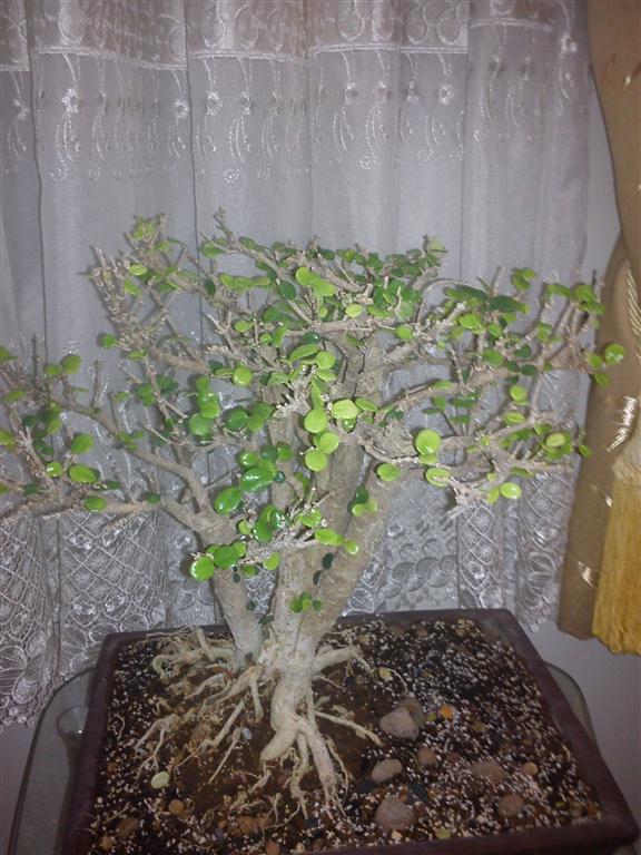 تصویر پرسش و پاسخ گیاه